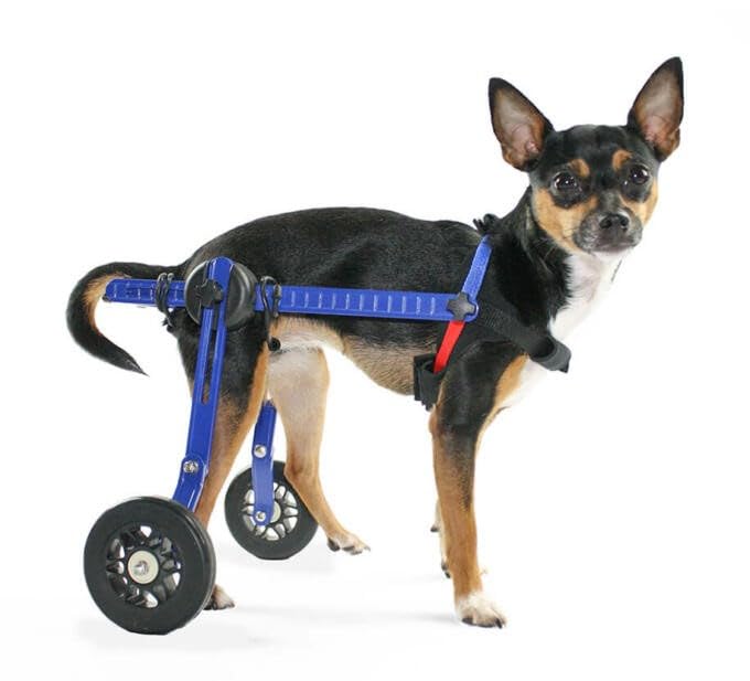 Dog Wheelchair - XS for Mini/Toy Breeds 2-10 Pounds - Veterinarian Approved - Dog Wheelchair for Back Legs