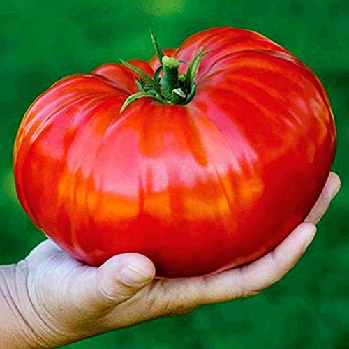 Red Giant Beefsteak Tomato - Heirloom Vegetable - GMO Free