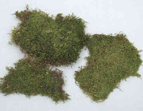 G.J. Steingaesser & Comp. GmbH Moss Plates Natural Plate Moss Cloth Moss Decoration and Craft Moss 40 g