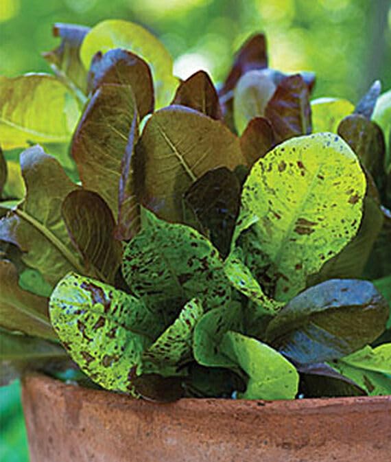 WILLVINEWillvine Lettuce, Heatwave Blend 120 Seeds for Planting