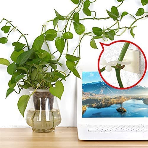 TELSHAPlant Climbing Wall Fixture Clips Wall Plant Holder Self- Adhesive Vines Traction Fixture Plant Sticky Hook Vine Plant Climbing Wall Fixer for Wire Fixing