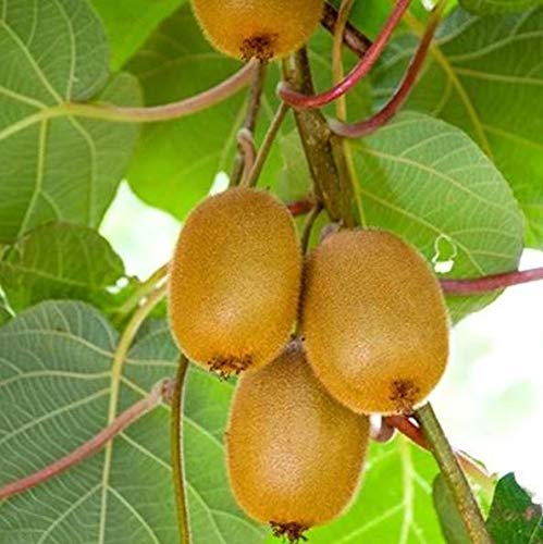 Mphmi Seedless Plant Fruit Plants Golden Ziwi Kiwi Mother Plant