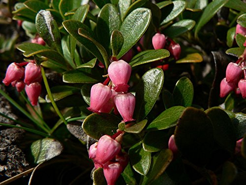 20 Bearberry Arctostaphylos Uva-Ursi Kinnikinnick Pinemat Manzanita Flower Seeds