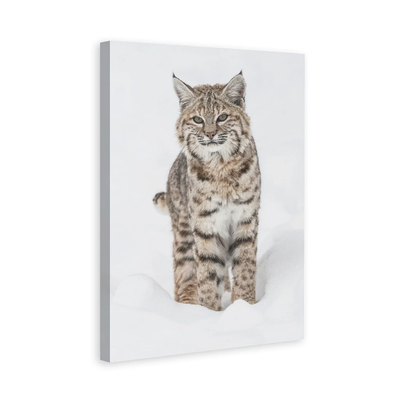 Winter Beauty Bobcat Canvas Poster Bedroom Decor Sports Landscape Office Room Decor Gift 20x30inchs(50x75cm)