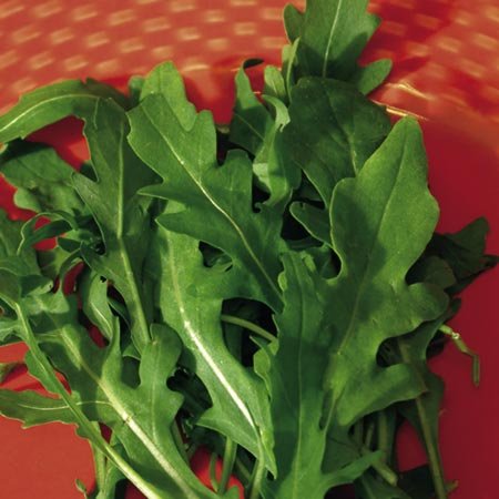 Indica Super Agri Green Rocket Arugula Cultivated Leaves (40 Seeds X2 Packet Combo)