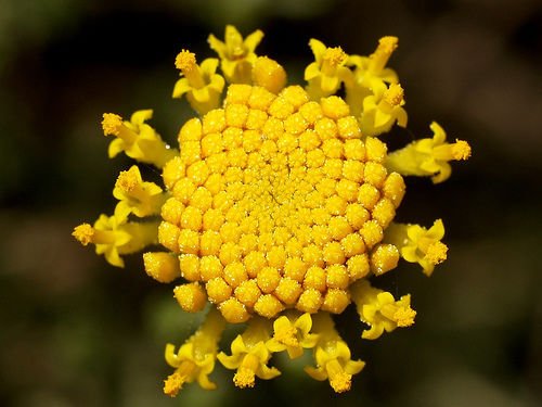 30 + Cotton Lavanda/santolina/semi di Fiori Perennial FRAGRANTI