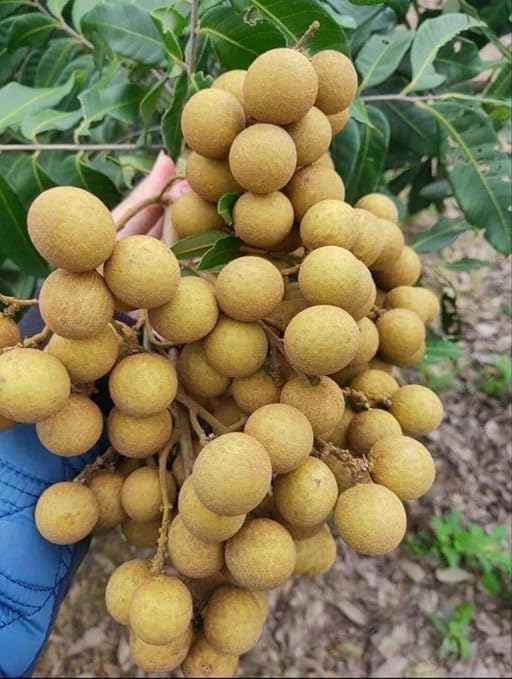 Treeinkle Hybrid Dragon Eye Fruit Plant | Exotic Sweet & Rare Thai Variety Seedless Longan Plant | 1-2 Ft Heigh Grafted Ash Fol Fruit Plant With Grden Soil and Polybag | Fruits in Just 1.5 Years