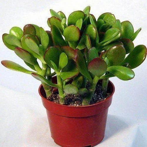 Cloud Farm Jade Plant, Crassula Ovata, Goodluck Plant Suitable for Shed and Outdoor in biodegradable Grow Bag CF_123