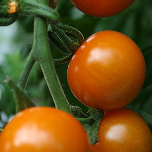 KINGS SEEDS Tomato Sungold F1