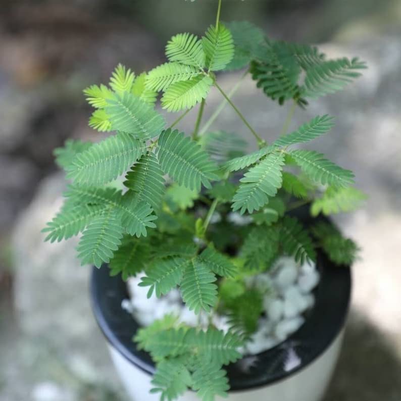 Crown Flora Sensitive Plant | Mimosa pudica | Touch Me Not | Shy Plant | Tickle Me Plant | Organic, Rare Houseplant