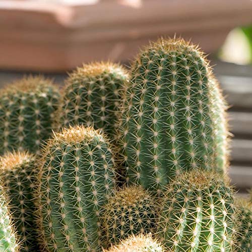 Plants Point Cereus Fairy Castle Cactus Plant - 1 Plant with Pot