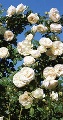 The Store Hub Grafted Pink White Climbing Rose perinnial Flower 2 Healthy Live Plant