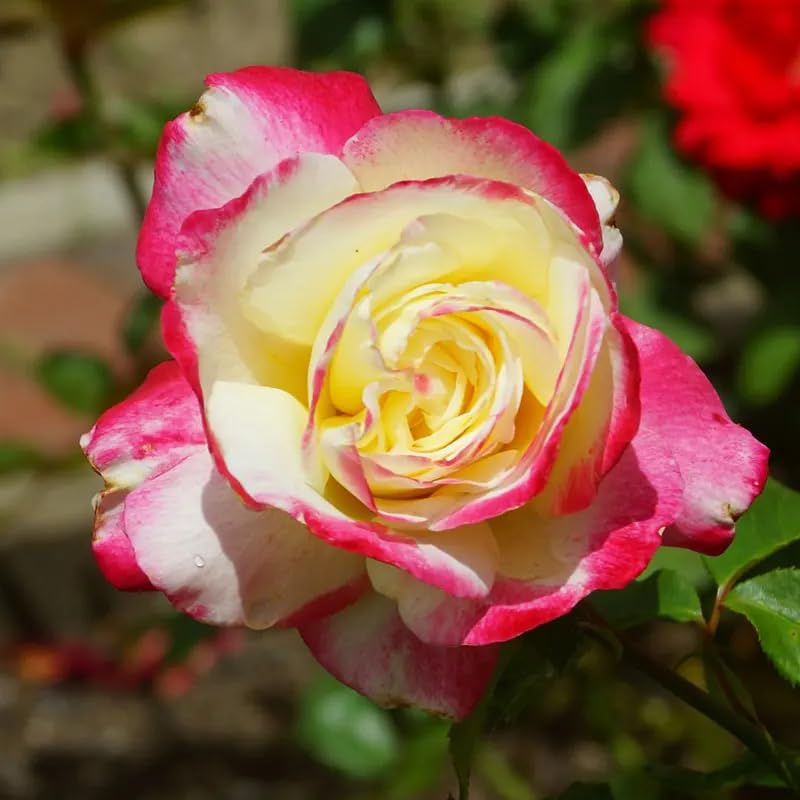 Oxygeen Double Delight Tea Rose Plant Rosa 'Andeli' Outdoor and Indoor 1 Healthy Live Plant (Without Pot) Size 1-1.5Ft