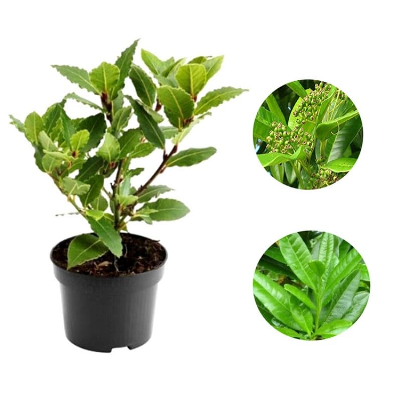 Mphmi Seedless Plant Indoor Plants Allspice Plant - Jamaica Pimenta, Myrtle Pepper