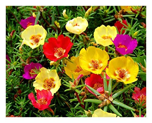 Portulaca - Single Mix - 350 seeds