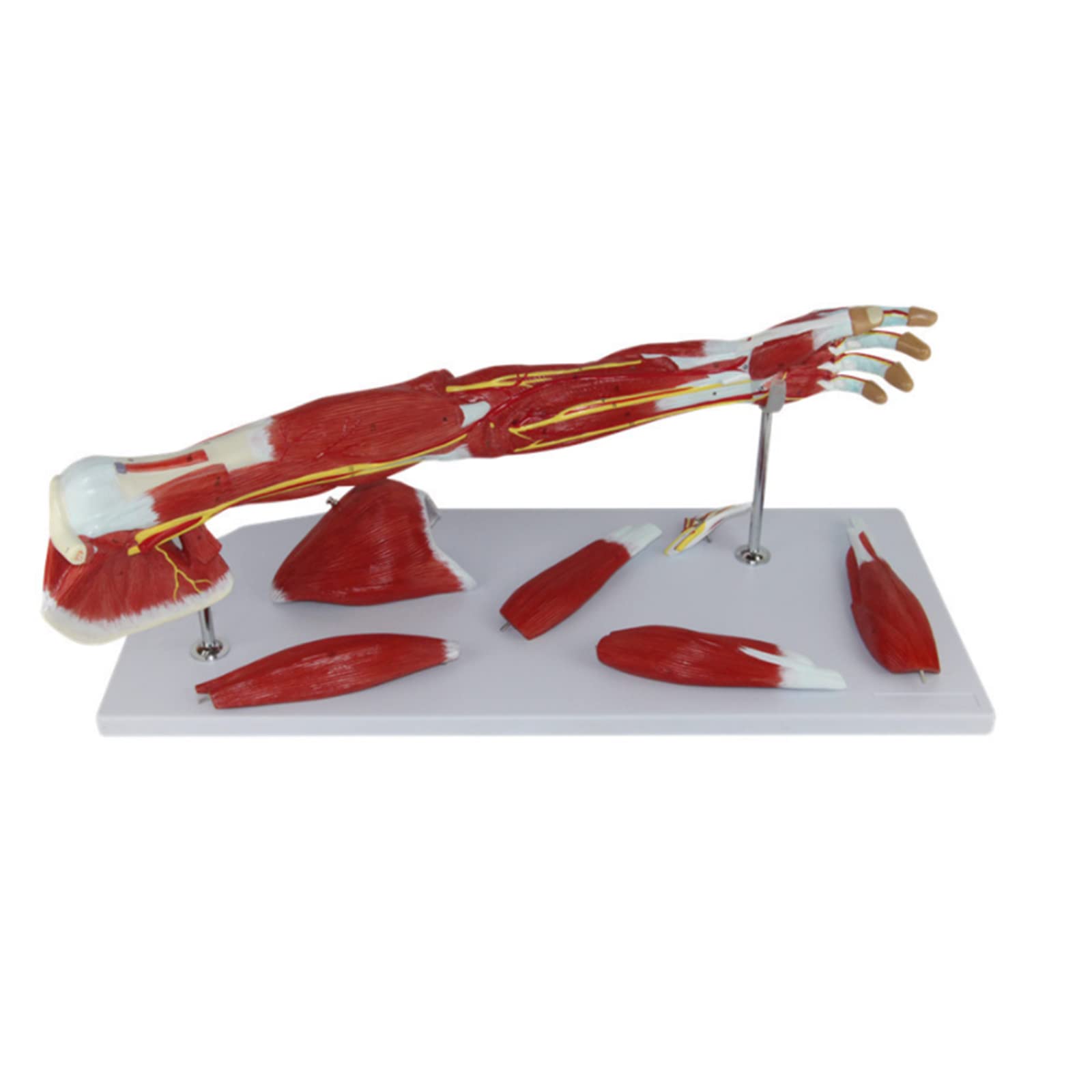 Buy Human Arm Anatomical Muscle Model Anatomy Arm Model Upper Limb ...