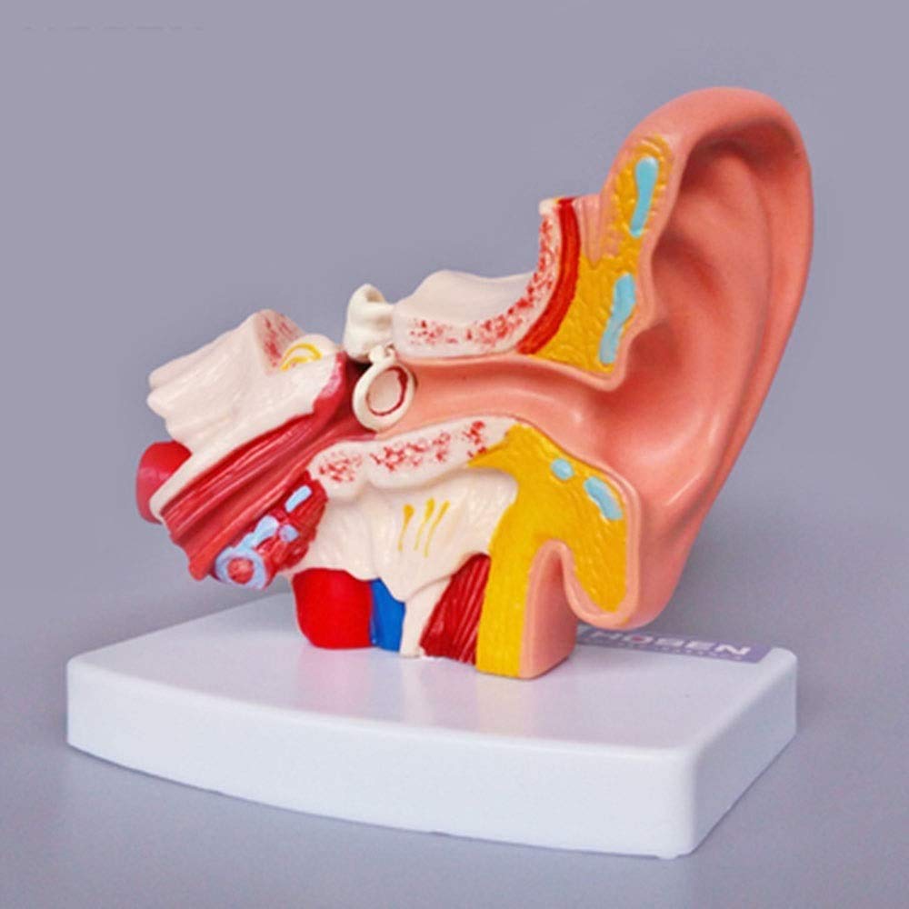 Buy Model of human organ Human Ear Model, Human Ear Anatomy conduit ...