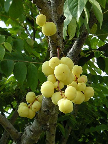 Creative Farmer Live Fruit Plant Star Gooseberry/Otaheite Small Plant Dwarf Home And Garden (1 Healthy Plant)