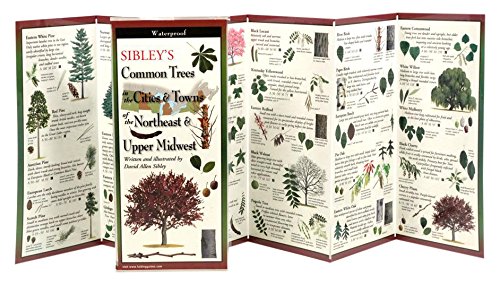 Sibley's Common Trees in the Cities & Towns of the Northeast & Upper Midwest