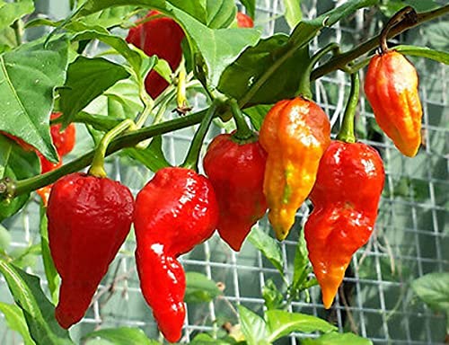 100 Bhoot Jolokia King Chilli seeds Naga Chilli Ghost Pepper Bhut jolokia.