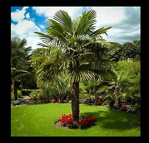 Trachycarpus Fortunei 50 semi di Albero Windmill Chusan UK Evergreen