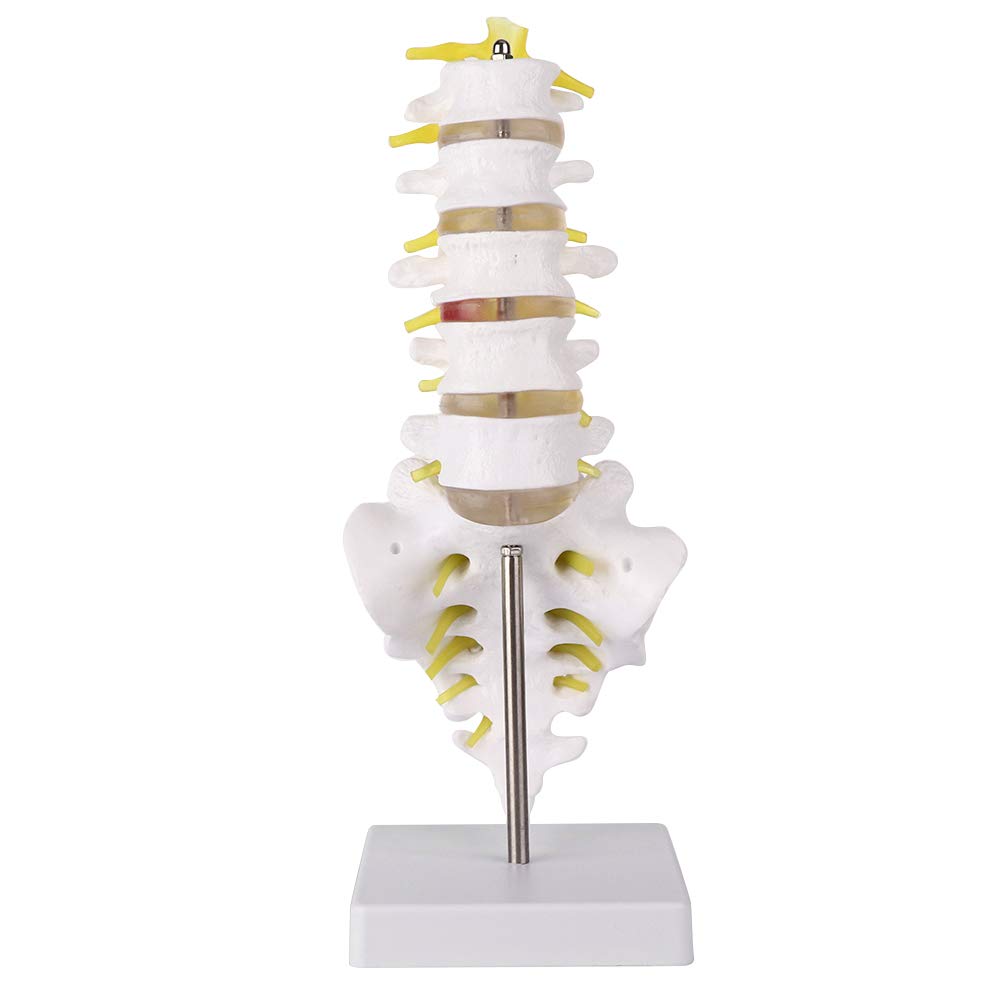 Lumbar Spine Anatomy Model,12.6" Scientific Mini Vertebral Column Model Details Vertebrae,Sacrum,Body Five Sections Lumbar vertebrae,Soft Disc,for Medical Rehabilitation Training Didactic