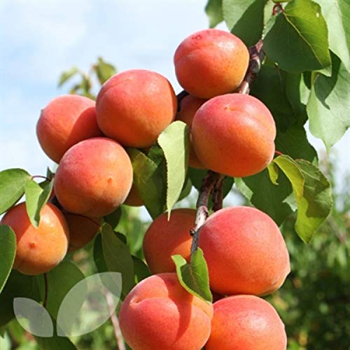 BLOOM & GROW Prunus armeniaca/Armenian plum/Khubani/Jardalu/Apricot/Ansu apricot/Siberian apricot/Tibetan apricot Fruit Seeds For Planting