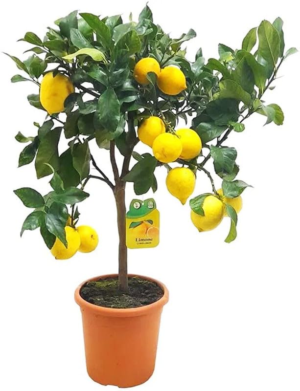 Lemon plants live hybrid all season 1 live tree