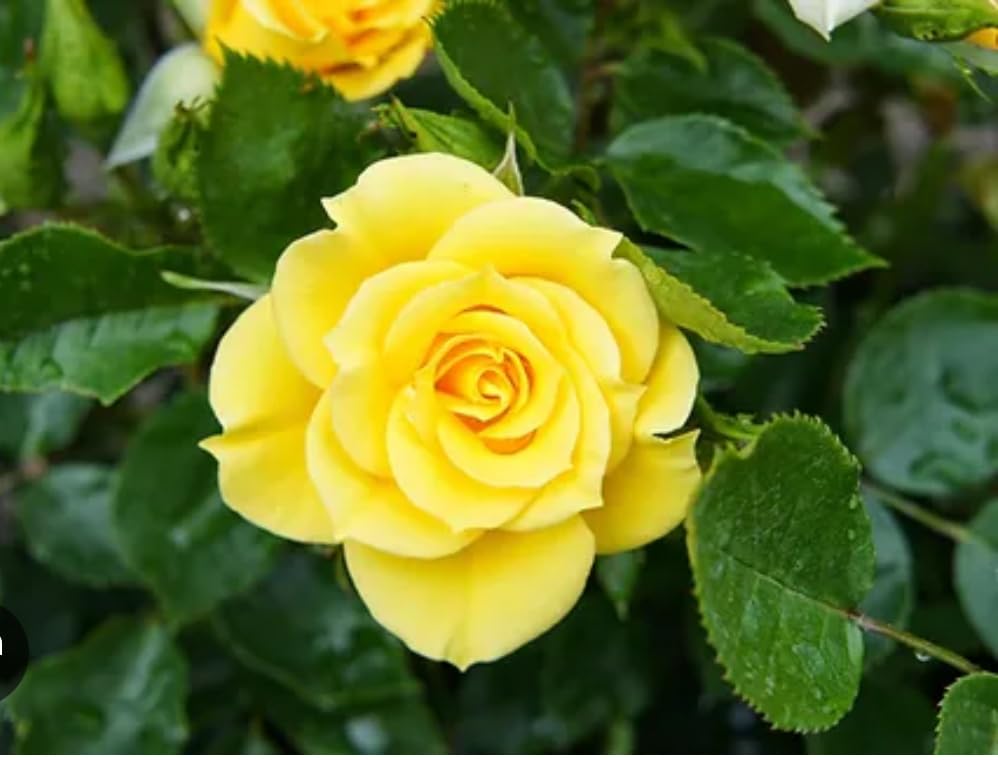 Patio Rose Flower Power Gold Rich Golden Yellow Bloom in a 3 Litre Pot Miniature Garden Bush Rose