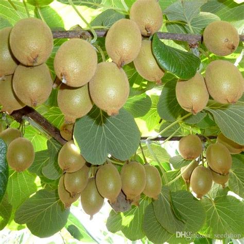 Mphmi Plants Golden Ziwi Kiwi Mother Plant