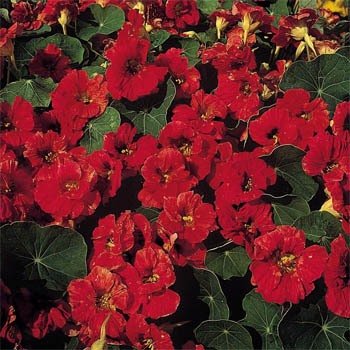 Outsidepride Tropaeolum Nasturtium Mahogany Climbing, Vining, Flowering, Plants for Trellis, Fences, Arbors & More - 400 Seeds