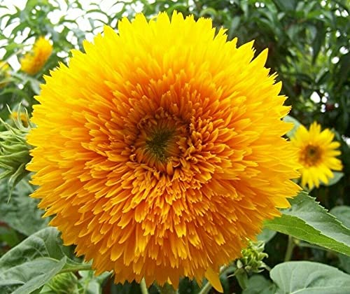 Sungold Teddy Bear Sunflower - Helianthus Annuus Flower Seeds, Golden Double-Flowered Dwarf Sunflowers Home Garden Planting by Heavy Torch, 40 Seeds