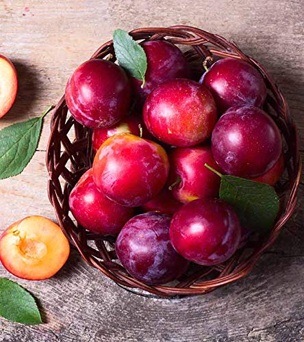 Creative Farmer Exotic Fruit Plum Live Plant Prunus Domestica Panorama Garden Fruit Plant(1 Healthy Plant)