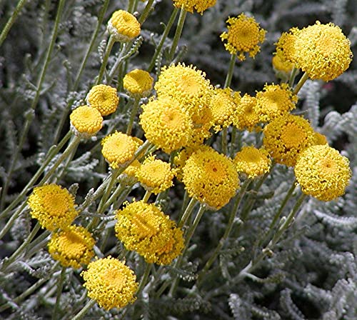 Santolina 'Chamaecyparissus' Perennial XXL Supersize Plug Plants Pack x3