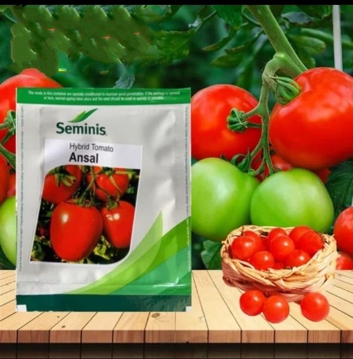 Seminis Hybrid Tomato Ansal Seeds 8gm- 3500 Seeds