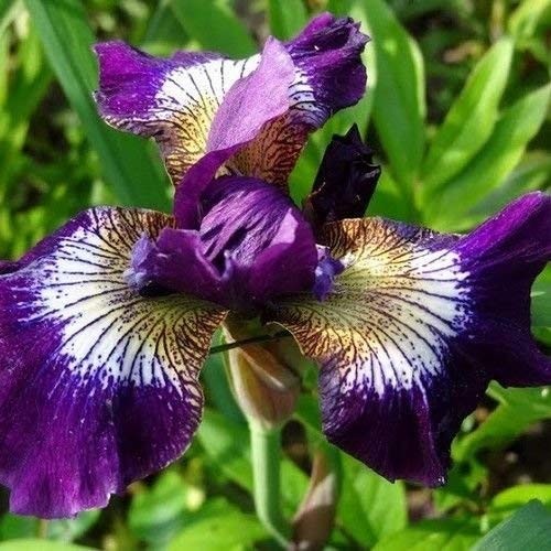 Seeds Semi Iris Nord Blue Flag Flower (Iris versicolor) 20 + Semi