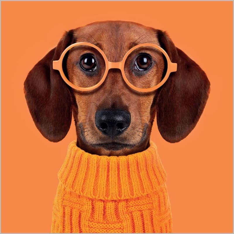 Abacus Cards Pack of 6 Blank Notecards - Sausage Dog With Glasses - 6 Cards of 1 Design - Suitable for Birthday, Thank You, Thinking of You And Other Occasions