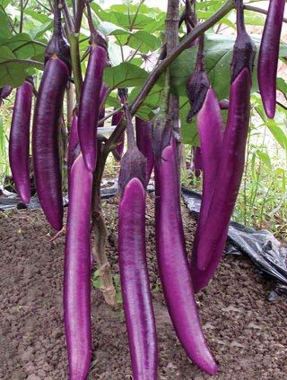 All Season Gardens Chinese Brinjal Long F1 Hybrid Vegetable for Home (50 seed)