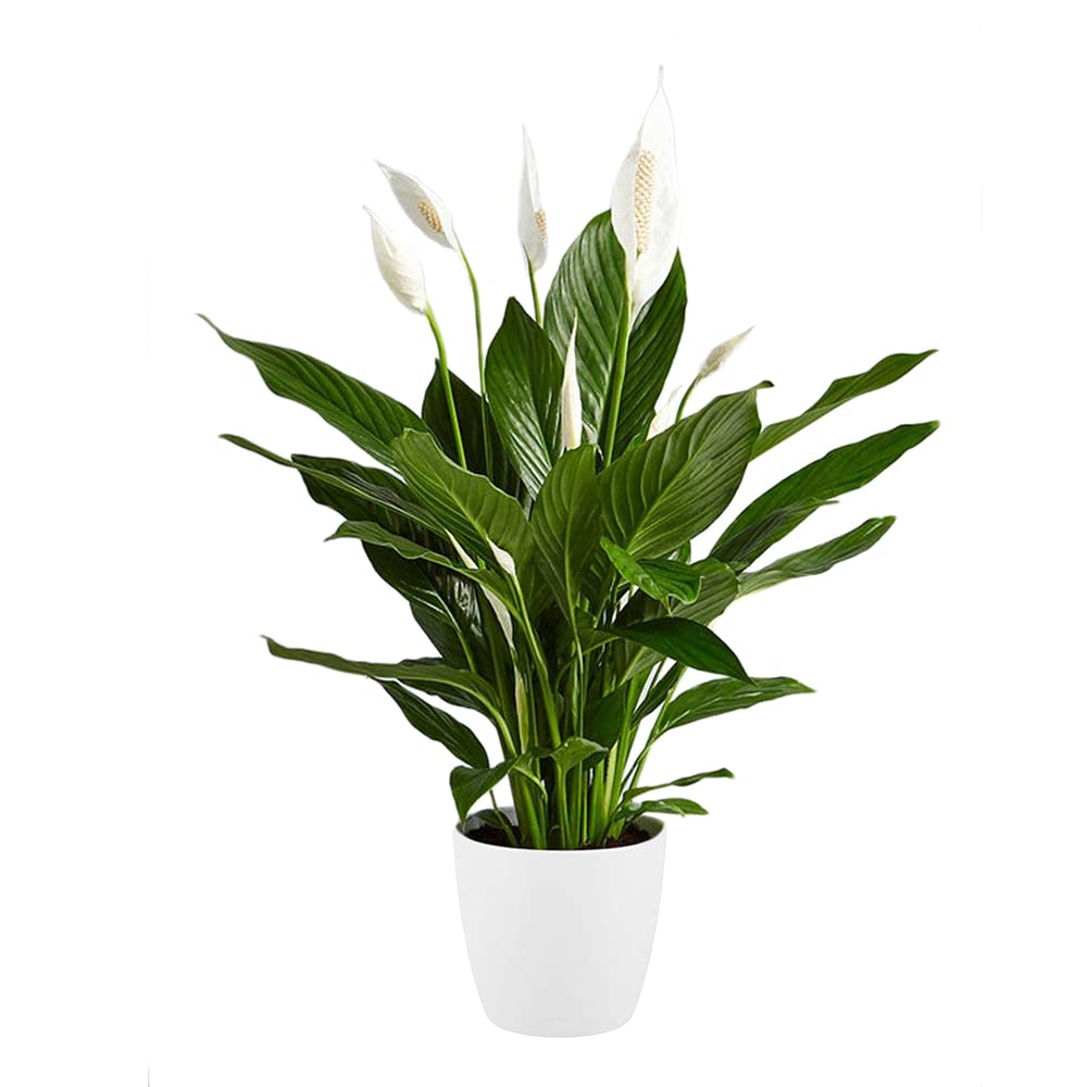 Spathiphyllum Peace Lily - Large Plant Around 40-50cm Including White Pot for The Home Or Office