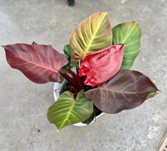 Garden Art Philodendron (Philo Red Cherry)