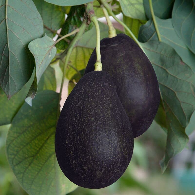 Live Rare Avocado Plant "Black Gold" "Oro Negro" Hybrid Grafted Original Vareity