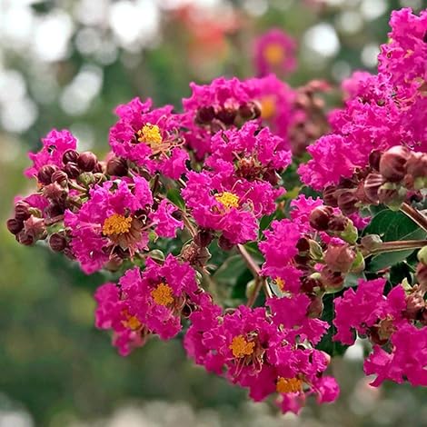 Crape Myrtle Tonto | 1 Extra Large 3 Gallon Plant | Lagerstroemia 'Tonto' | Hardy Fuchsia Blooms | Compact Growth