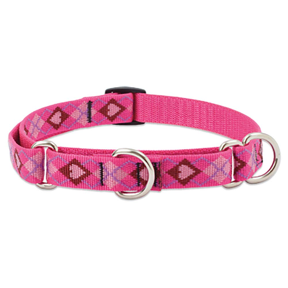 Lupine Puppy Love Patterned Combo Collar for Large Dogs, 1-inch/ 15-22-inch