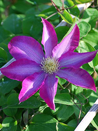 Perennial Farm Marketplace (Clematis Pink Champagne) Vine, 4 Quart, Rose Colored Flowers