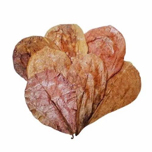 Puppy Indian Almond Leaves Dried Aquarium Fish Food Natural Dried Leaves Aquatic Plant Fertilizer(20 Pieces)