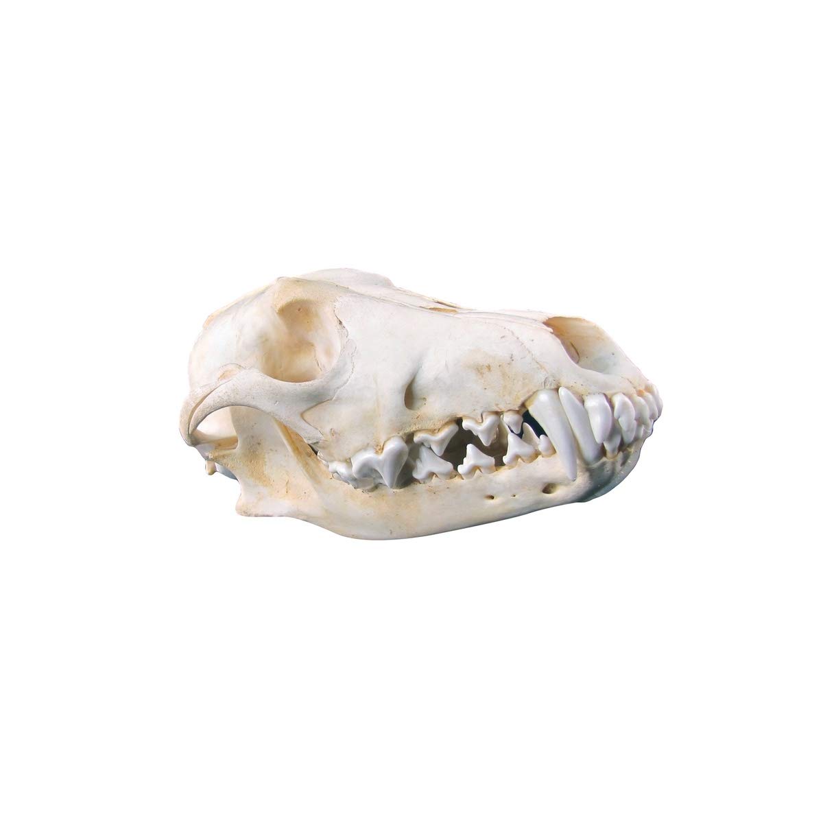 TG,LLC Treasure Gurus Real Coyote Skull Genuine Taxidermy Animal Bones Unique Hunting Cabin Bar Decor