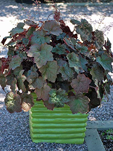 Perennial Farm Marketplace Heuchera m. 'Palace Purple' (Coral Bells) Perennial, 1 Quart, Purplish Bronze Foliage