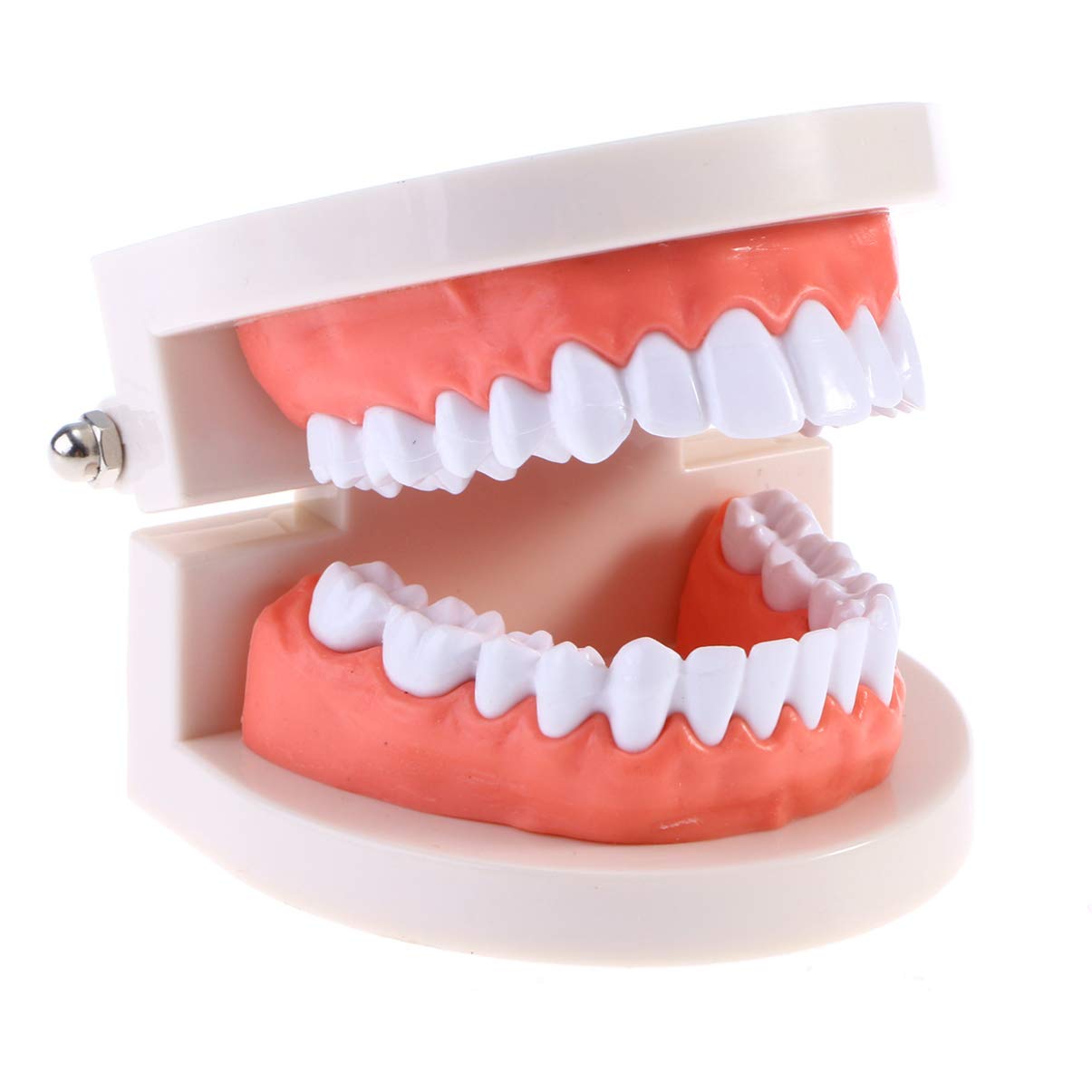 EXCEART Standard Teeth Model Dental Model Teeth Brushing Practice Typodonts Mode Teaching Studying Standard Model for Kids Children Random Color