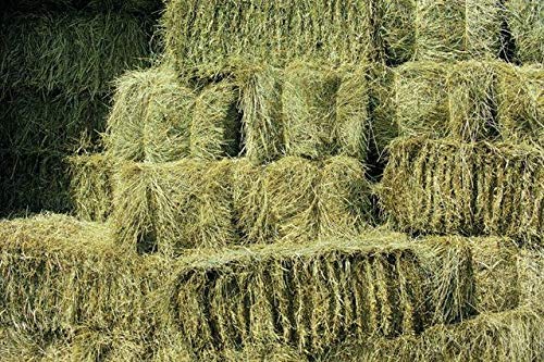 ShorefieldsFresh Meadow Hay - Animal Feeding Hay Bale for Rabbits, Guinea Pig, Horses, Hamsters, Ponies - Nutritious Grasses & Wildflowers Blend - Green & Dust Free