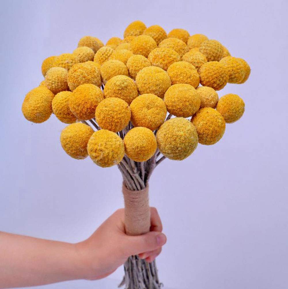 TooGet 30Pcs Natural Craspedia Dried Flowers Yellow Billy Buttons Balls Bouquet Bundles, Real Freshly Harvested Dry Plant Bunch Arrangements Decorate for Home Crafts, Party, Wedding, Store